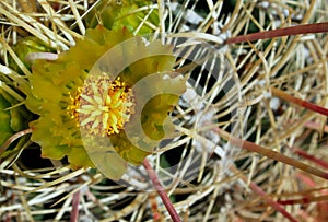 Yellow flower of Barrel Cactus, Anza Borrego desert state park