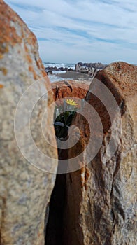 Yellow flower among beach rocks