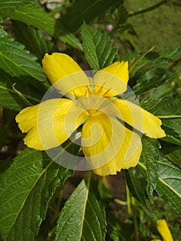 Yellow flower beautiful on the yard