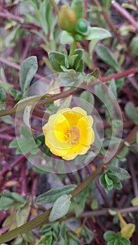 Yellow Flower - Beauty of Nature photo