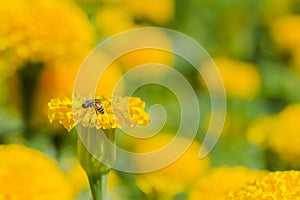 Yellow flower with bee