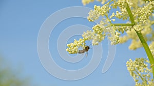 Yellow flower with bee against the blue sky