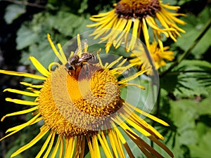 Yellow flower and bee, Flower elecampane,