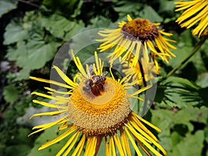 Yellow flower and bee, Flower elecampane,