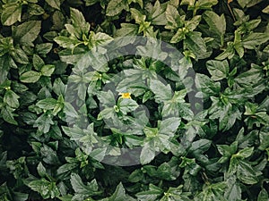 Yellow flower behind green leaves