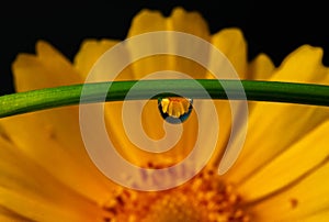 A yellow flower being reflected in a water droplet.