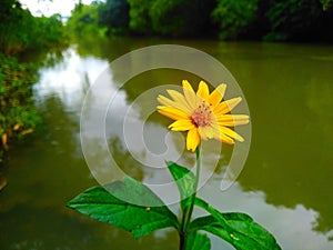 Yellow flower besides the river