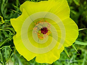 A yellow flower  the best flower closeup on dreamstime