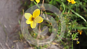 Yellow flower Bidens andicola. Ecuador