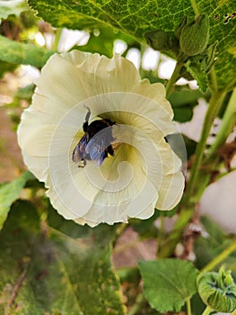 Yellow flower with big bumble bee inside of it