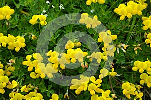 Yellow flower Birdsfoot Trefoil  Lotus Alpinus