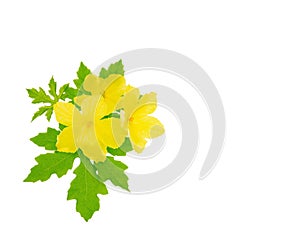 Yellow flower ,Bitter melon flower on white background