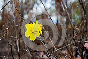 Yellow flower on black background in the forest