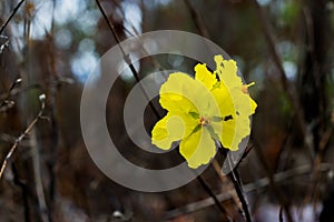 Yellow flower on black background in the forest