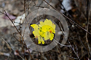 Yellow flower on black background in the forest