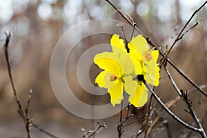 Yellow flower on black background, Selective focus