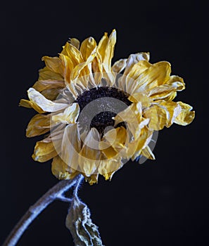 yellow flower on black background. photo