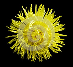 Yellow flower, black isolated background with clipping path. Closeup no shadows.