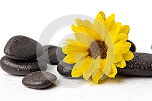 Yellow flower with black spa stones on white background