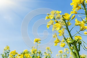 Yellow flower bloom in farmland