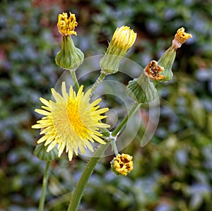 yellow flower blooming and buds on common sowthistle flower plant