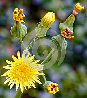 yellow flower blooming and buds on common sowthistle flower plant