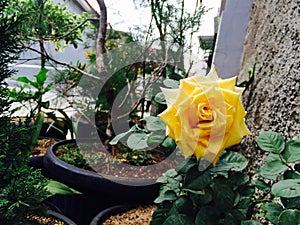Yellow Flower are blooming in daylight
