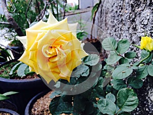 Yellow Flower are blooming in daylight