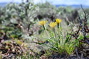 Yellow flower blooming on a False Dandelion plant, wildflower native to the dry shrub-steppe environment in Central Washington