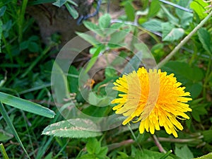 Yellow flower blooming in the field, dandelion flowers, blooming in spring, dandelion petals, flower in green grass