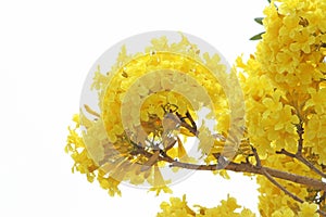 Yellow flower blooming,Golden Tree or Tallow Pui