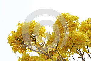 Yellow flower blooming,Golden Tree or Tallow Pui
