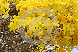 Yellow flower blooming,Golden Tree or Tallow Pui