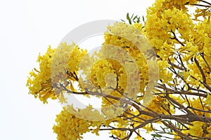 Yellow flower blooming,Golden Tree or Tallow Pui