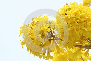 Yellow flower blooming,Golden Tree or Tallow Pui