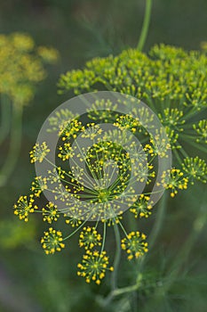 Yellow flower blooms on a dill herb plant Anethum graveolens