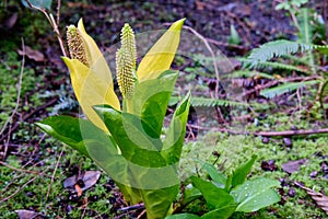 Yellow flower blooms in forest, British Columbia