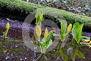 Yellow flower blooms in forest, British Columbia