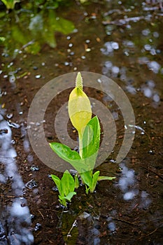 Yellow flower blooms in forest, British Columbia