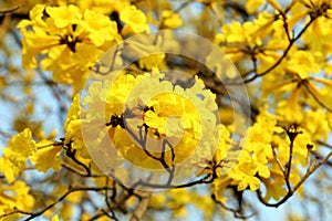 Yellow flower blossom