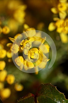 Blume Blume Familie aus der nähe hoch der große Drücken Sie 