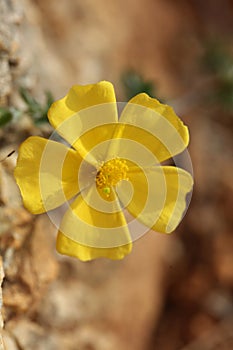 Yellow flower blossom close up background fumana arabica family cistaceae botanical big size high quality prints