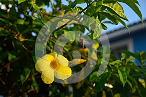 yellow flower blossom close up botany bush vegetation