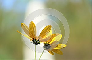 Yellow flower blossom with sun rays background