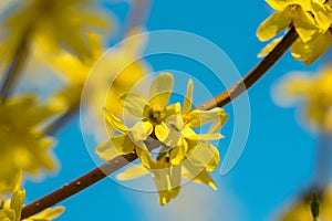 Yellow flower blossoms on a branch in spring