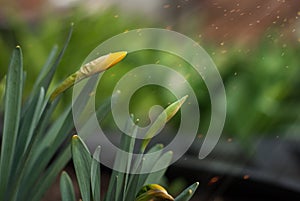 Yellow flower blossoms in the rays of the spring sun