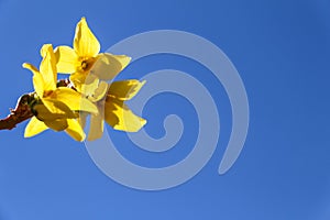 Yellow flower on blue sky background