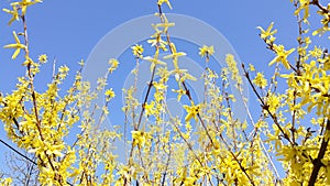 Yellow flower on blue sky