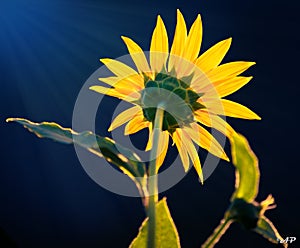 Yellow Flower and Blue Sky in Sunlight