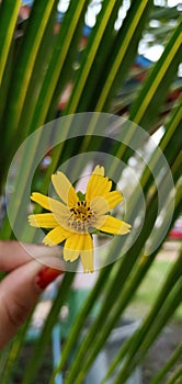 Yellow Flower in the blurb background photo